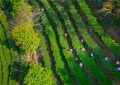 酝酿“重出江湖” 梅州蕉特茶从“芯”出发