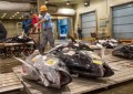 日本金枪鱼价一夜暴跌24%：福岛排放核污水之后 日本渔业最先遭殃